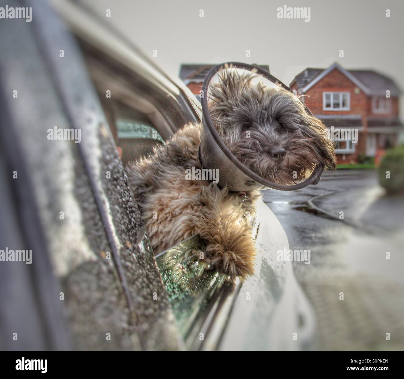 A poorly dog with a protective collar on getting some fresh air from the side window of a moving car. Stock Photo
