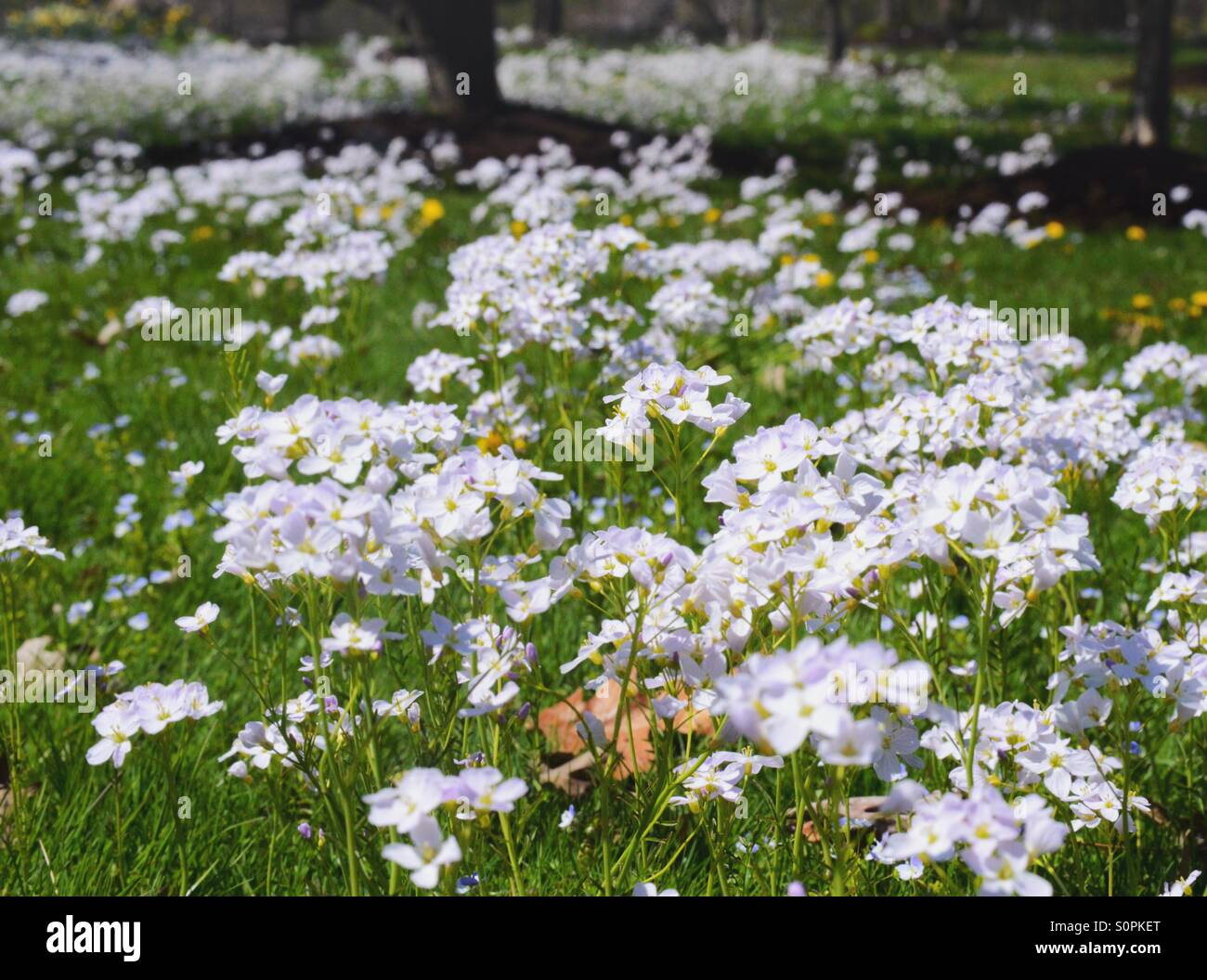 White flowers in grass field Stock Photo Alamy
