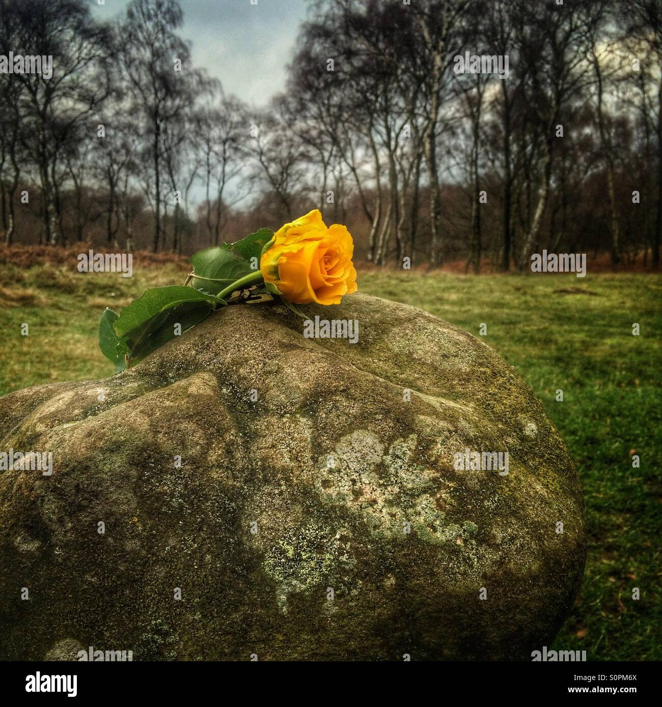 Rose for remembrance left at Nine Ladies Prehistoric Stone Circle, Derbyshire Stock Photo