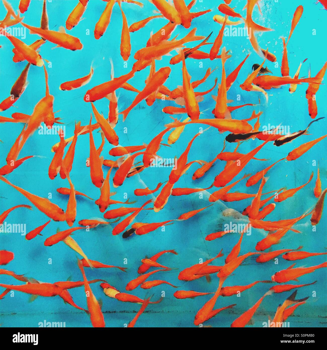 Goldfish in a pet store fish tank Stock Photo Alamy