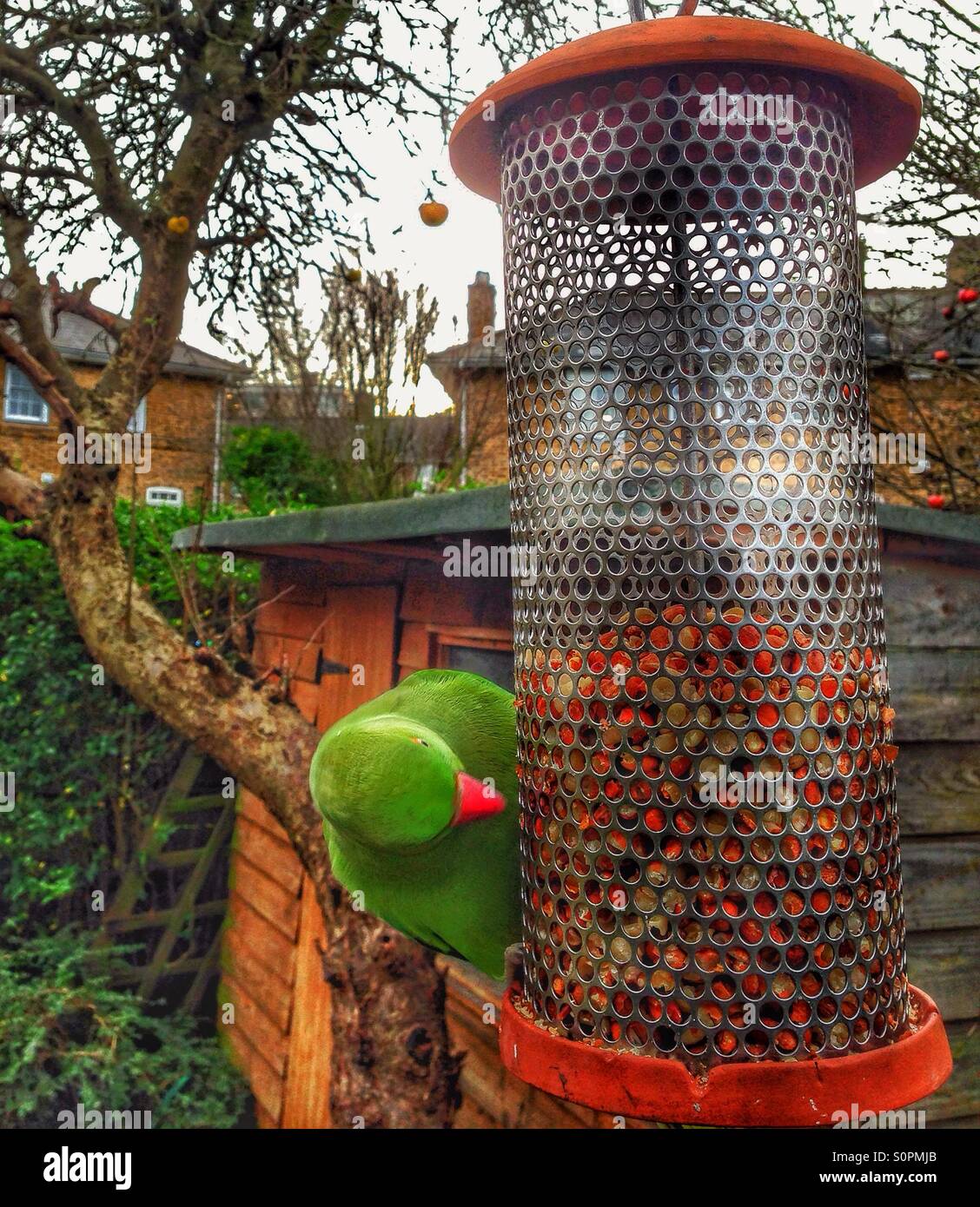 Parakeet feeding in the garden. - Smartphone Captured Stock Image