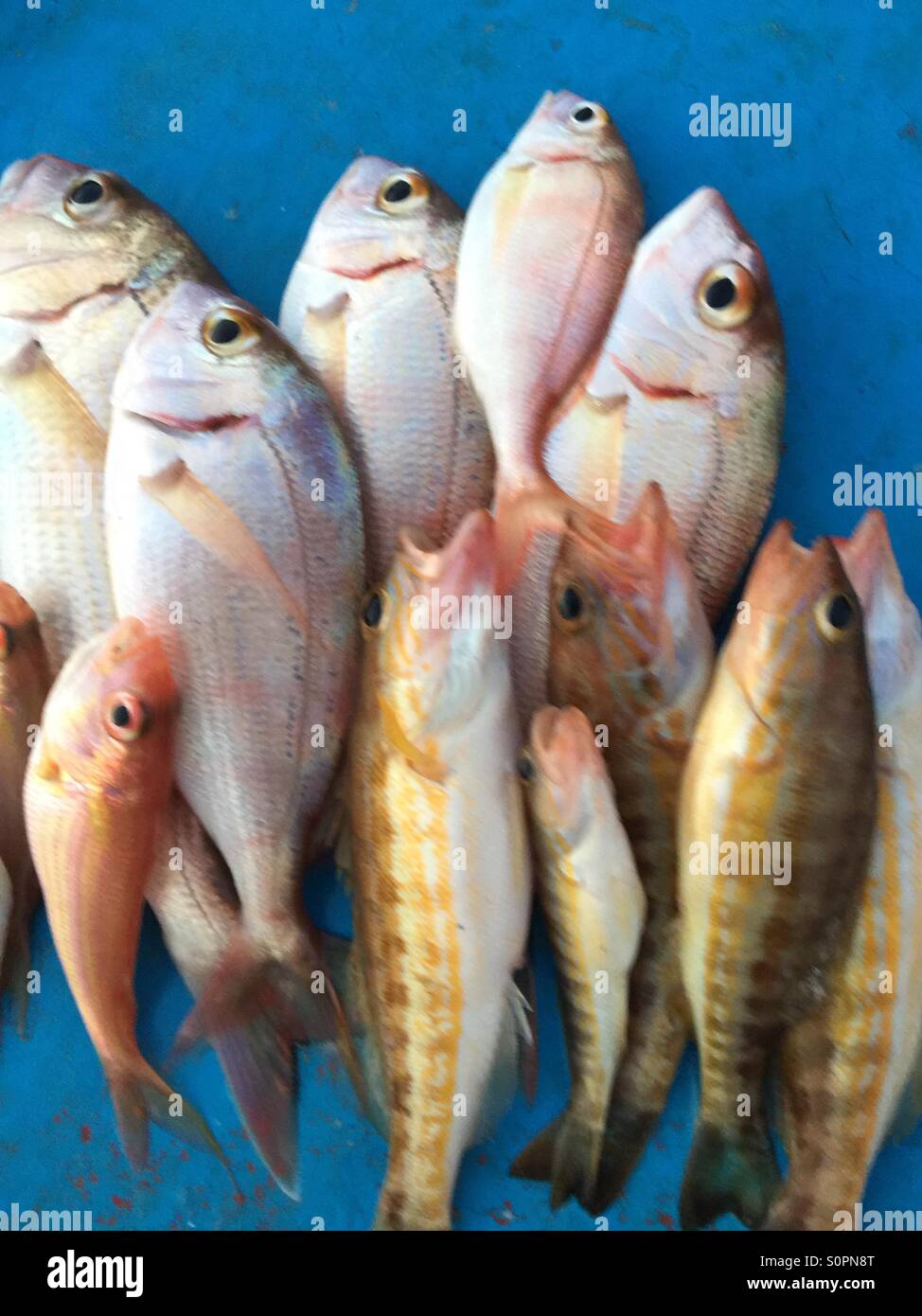 Fishes, boat, fishing day, Jarbidi,lukos, Bleu background ,big fish,small fishes, hussein el saneh, beirut , lebanon, Stock Photo