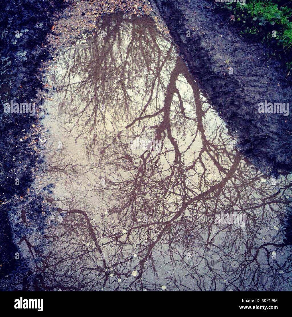 Trees reflected in a large puddle on a worn footpath in Essex, UK - Smartphone Captured Stock Image