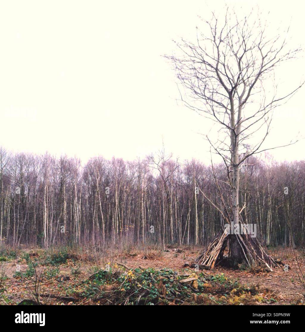 Shelter made from branches around a tree in a clearing of a forest - Smartphone Captured Stock Image