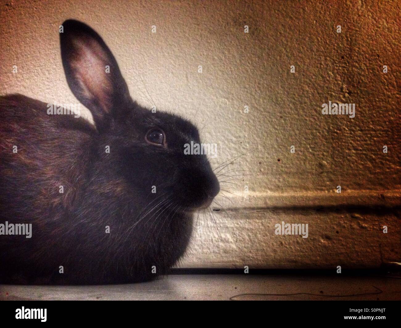 Pet rabbit. - Smartphone Captured Stock Image