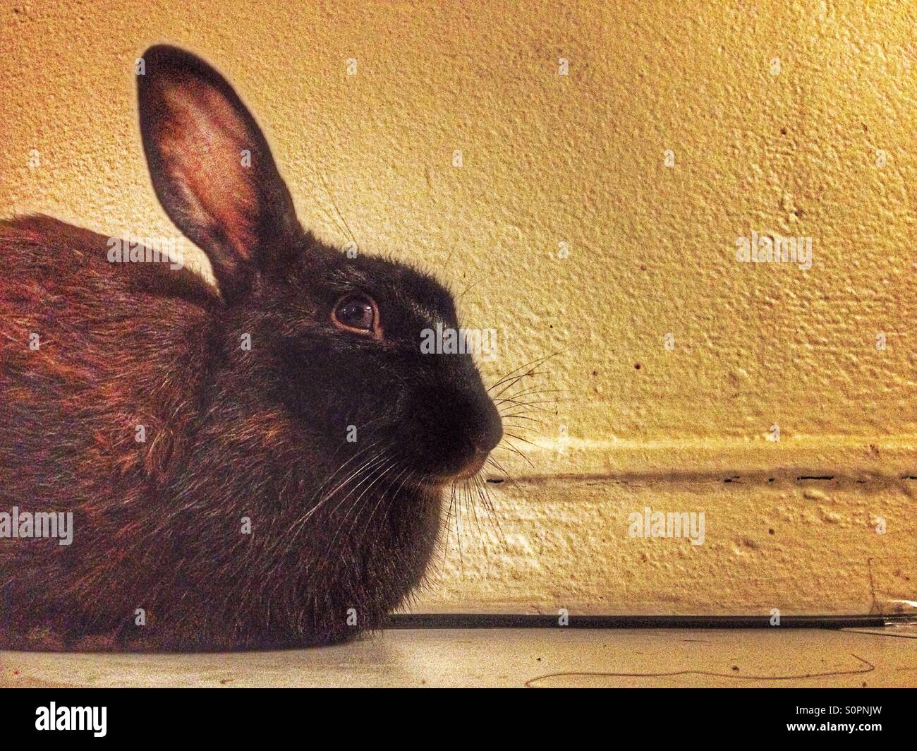 Pet rabbit. - Smartphone Captured Stock Image