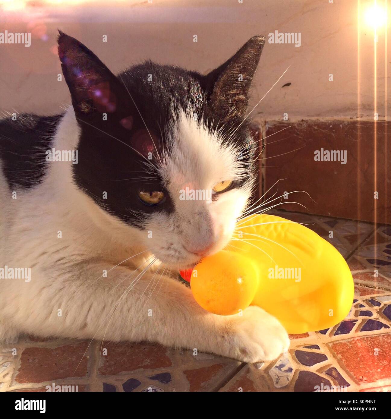 ..cat and duck Stock Photo Alamy