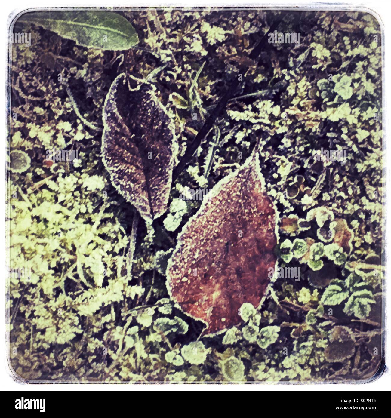 Leafs in frost - Smartphone Captured Stock Image