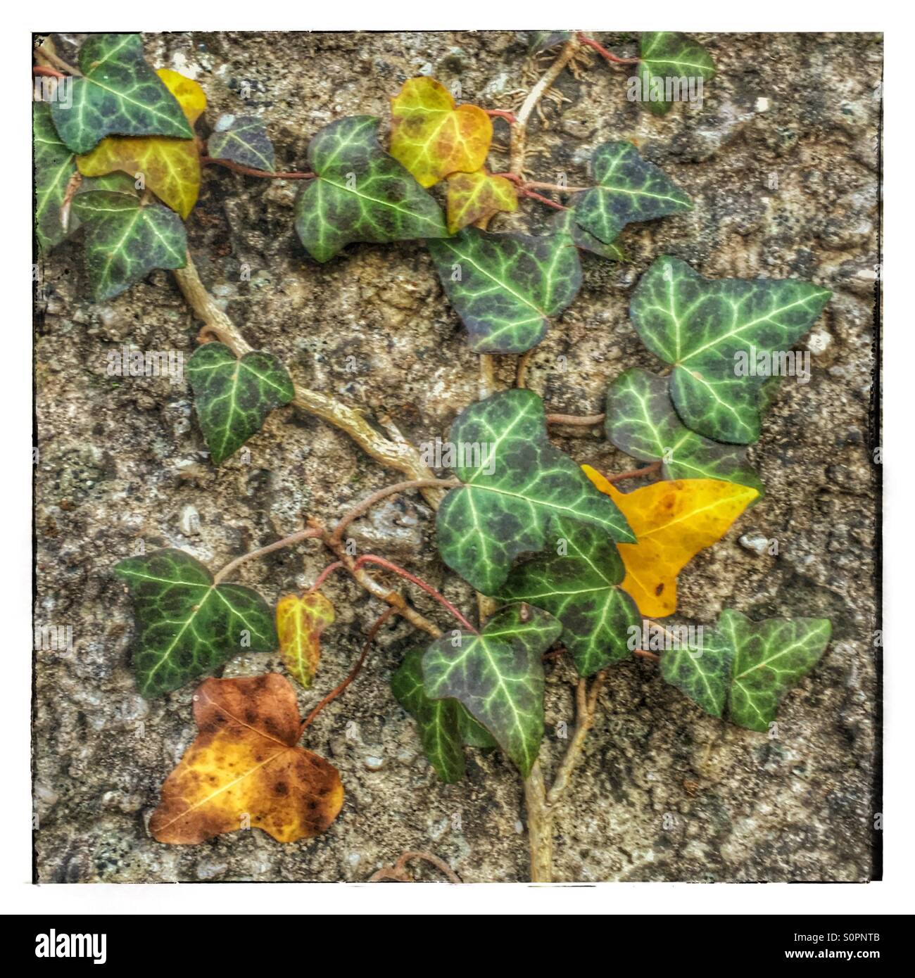 Ivy on the wall - Smartphone Captured Stock Image
