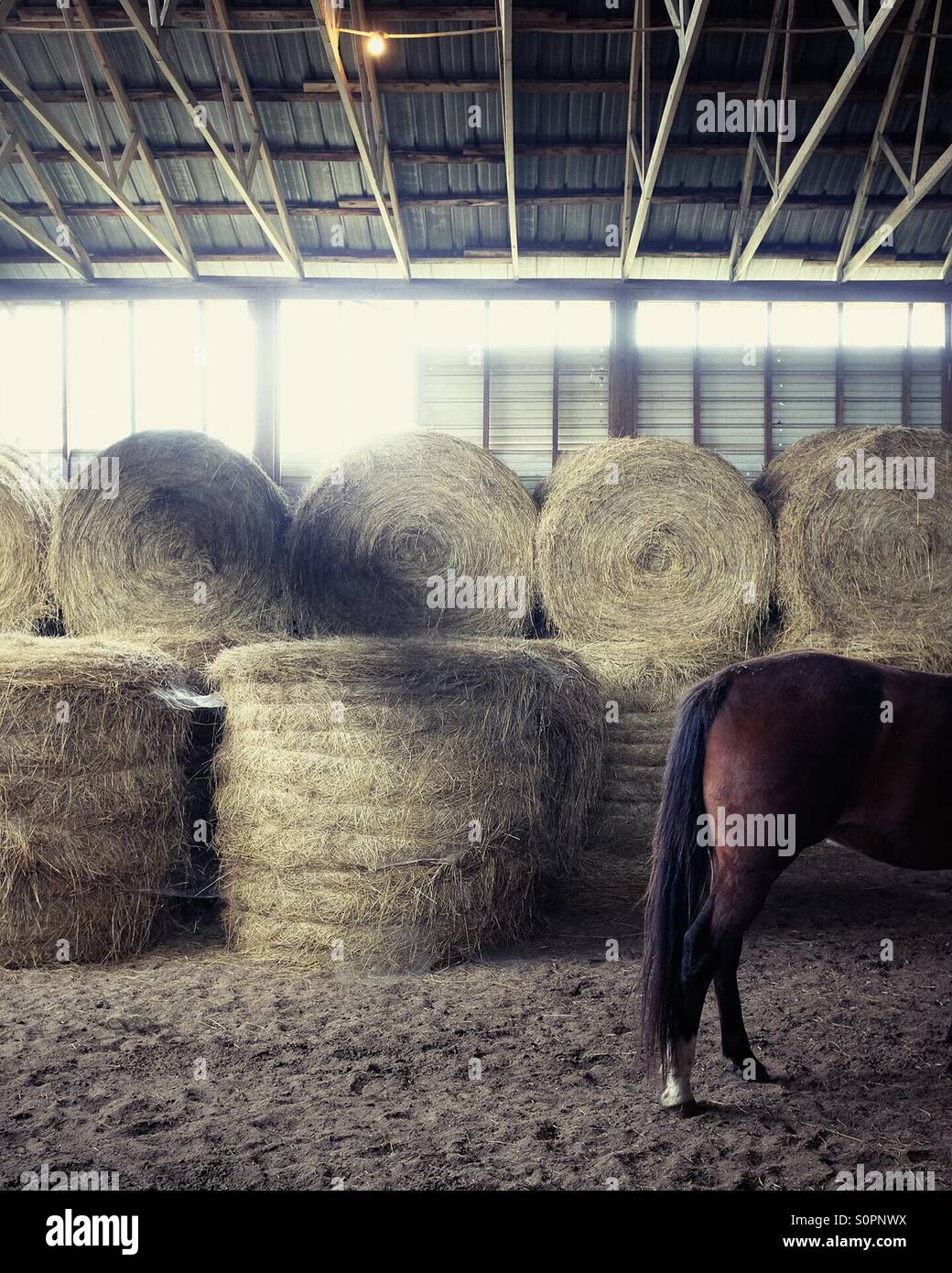 Back side of horse in barn. - Smartphone Captured Stock Image