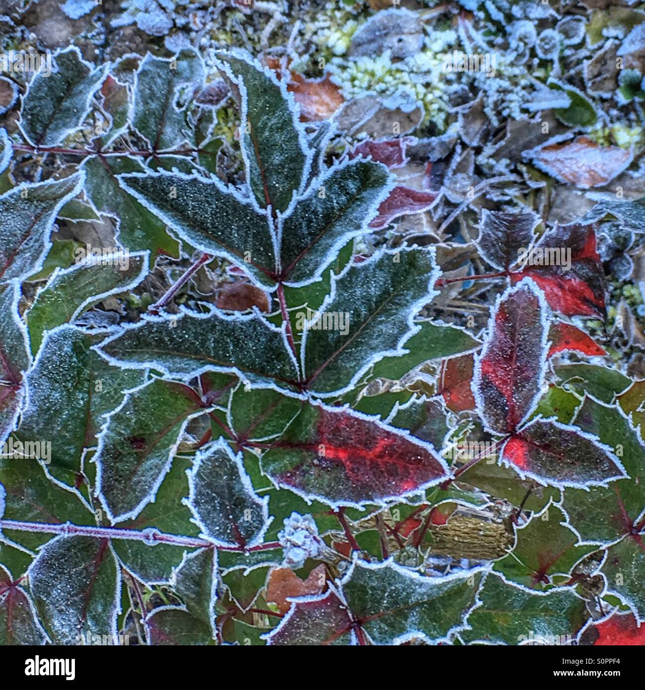 Frost leaves hi-res stock photography and images - Alamy