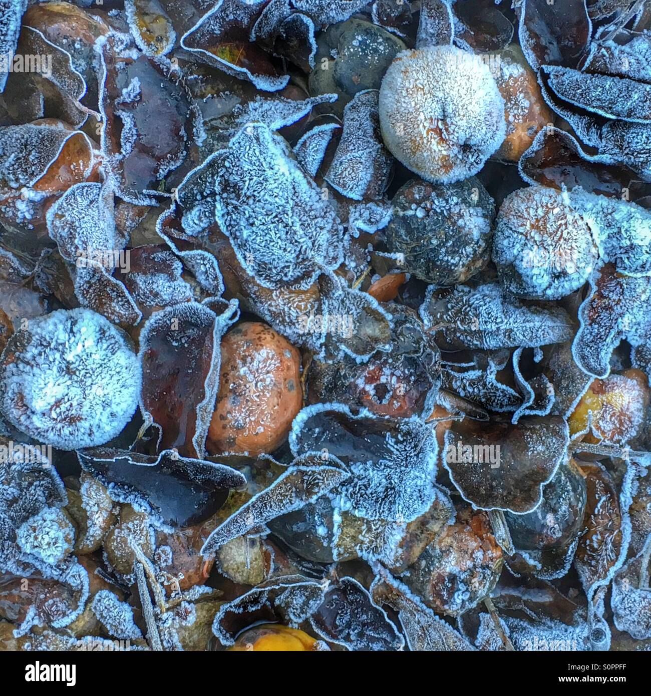 Frozen fruits - Smartphone Captured Stock Image