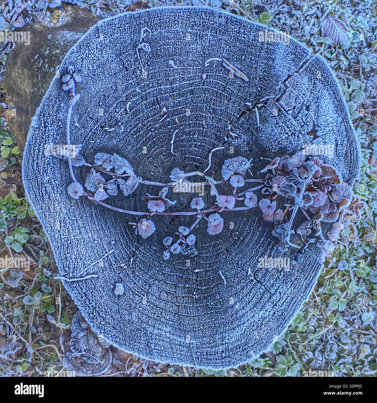 Frosted tree - Smartphone Captured Stock Image