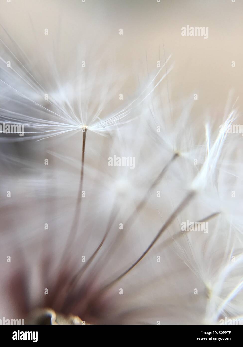 Dandelion seeds - Smartphone Captured Stock Image