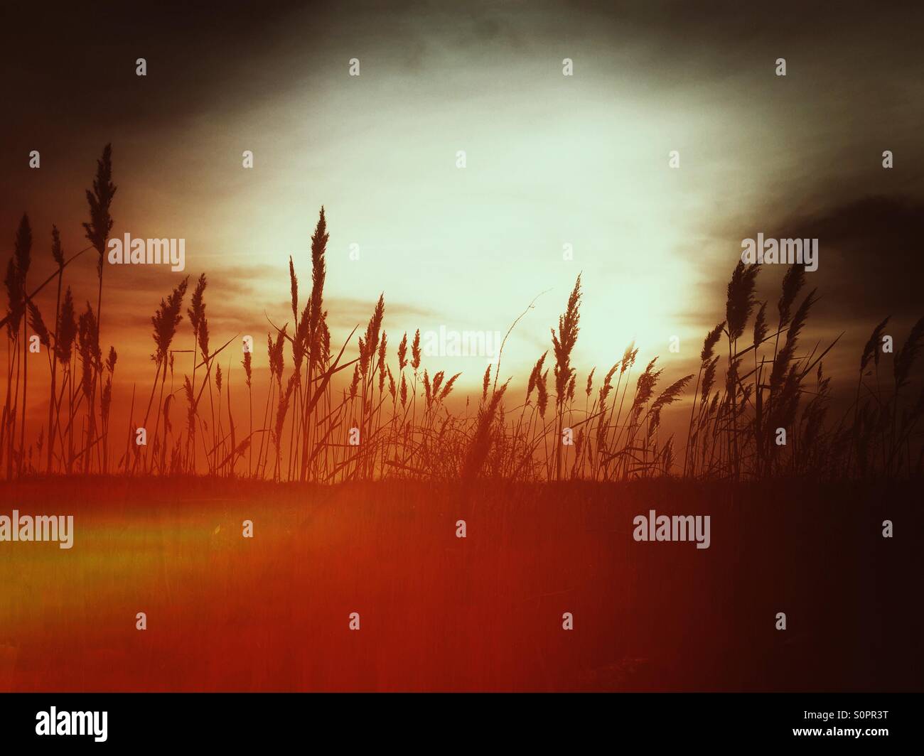 Tall grasses lit by low sun. - Smartphone Captured Stock Image