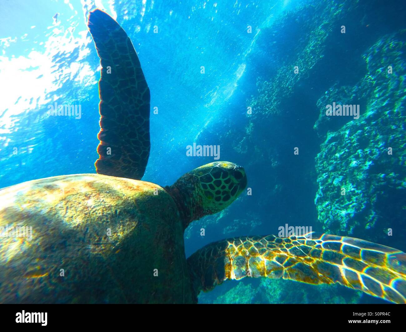 Hawaiian marine life hi-res stock photography and images - Alamy