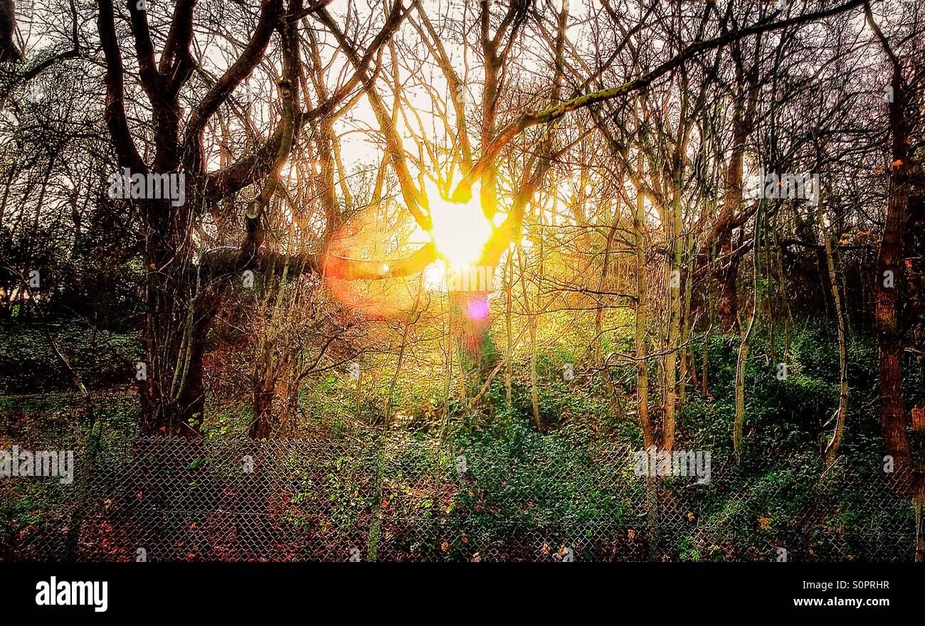 Sunlight through the trees. - Smartphone Captured Stock Image