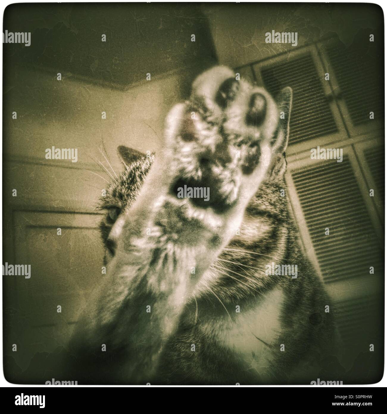 Cat cleaning paw Stock Photo Alamy