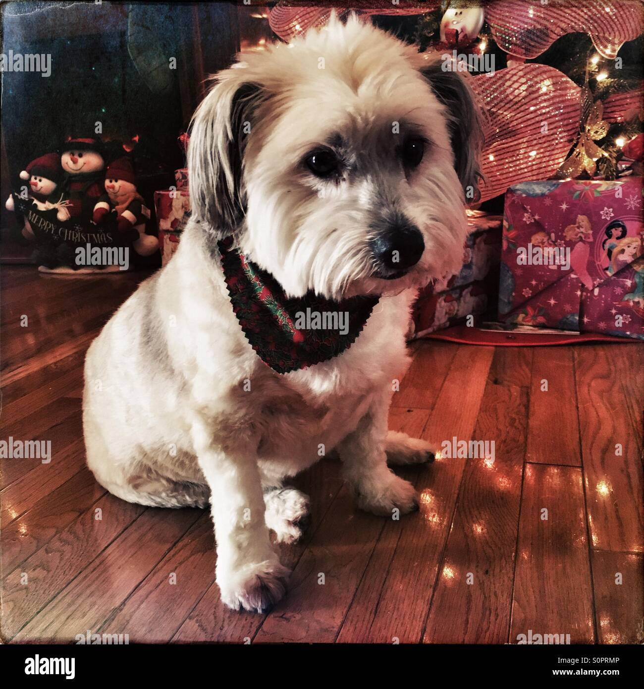 A guilty looking dog by the Christmas presents. - Smartphone Captured Stock Image