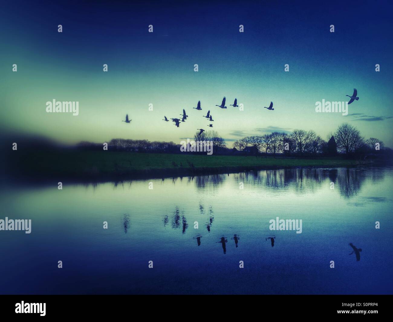 Geese flying over canal at dawn - Smartphone Captured Stock Image