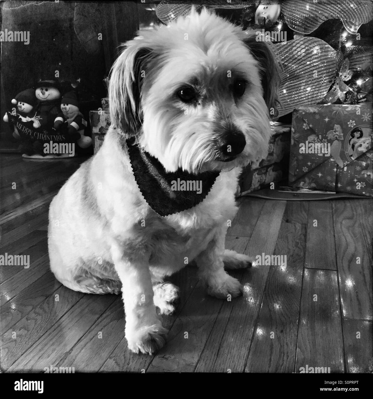 A guilty looking dog by the Christmas presents/black and white - Smartphone Captured Stock Image