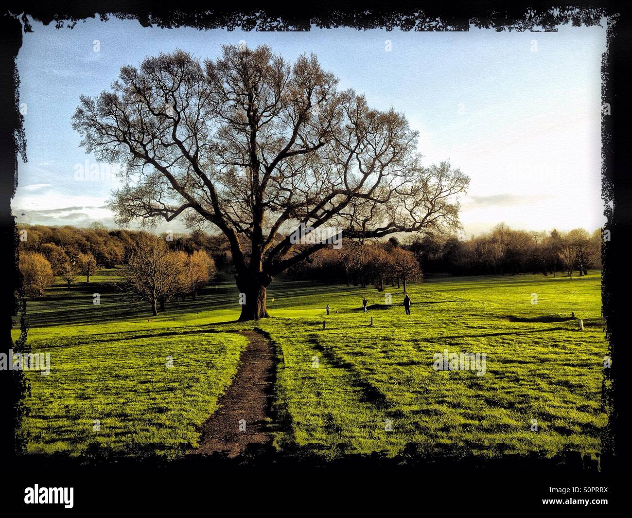 Turkey Oak at Beckenham Place Park Stock Photo