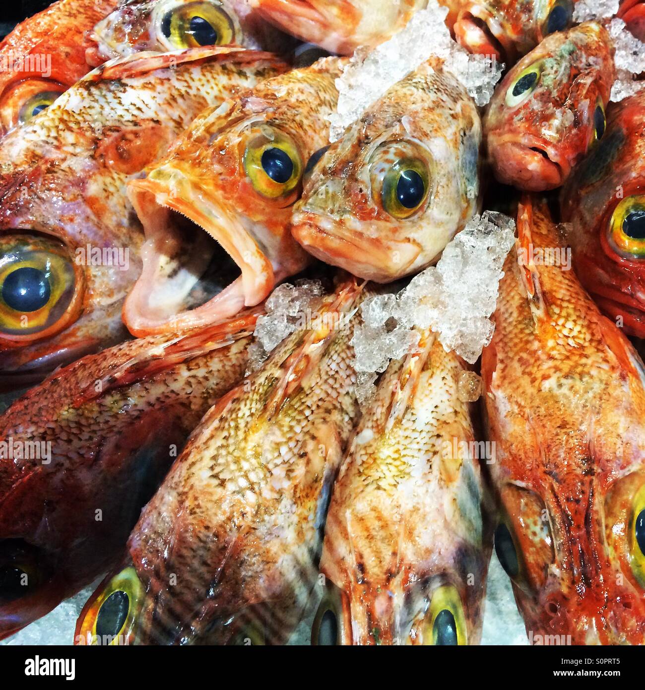 Fish market, Cape Town, South Africa Stock Photo - Alamy