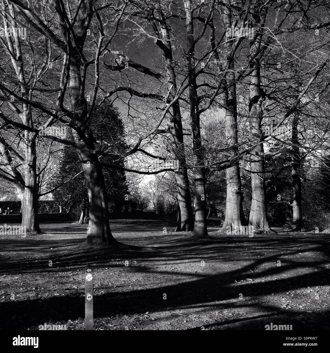 Winter Sun, Beckenham Place Park - Smartphone Captured Stock Image