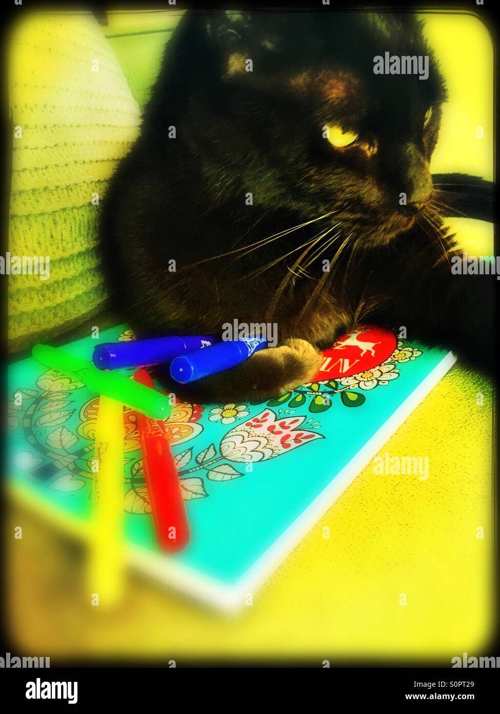 Cat with coloring book, holding markers - Smartphone Captured Stock Image