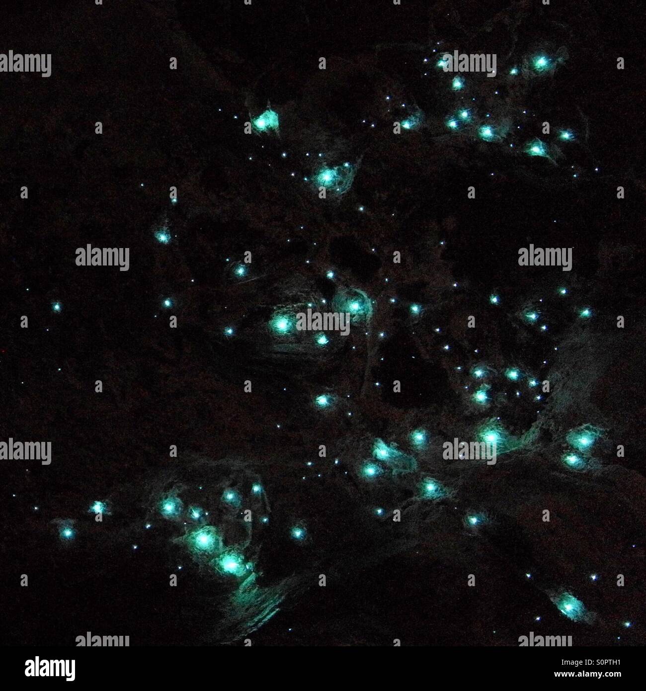 download australian glow worm download australian glow worm