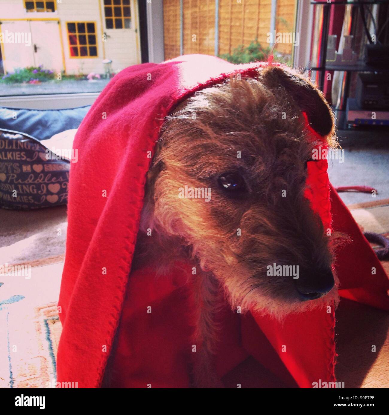 Puppy in a blanket Stock Photo Alamy