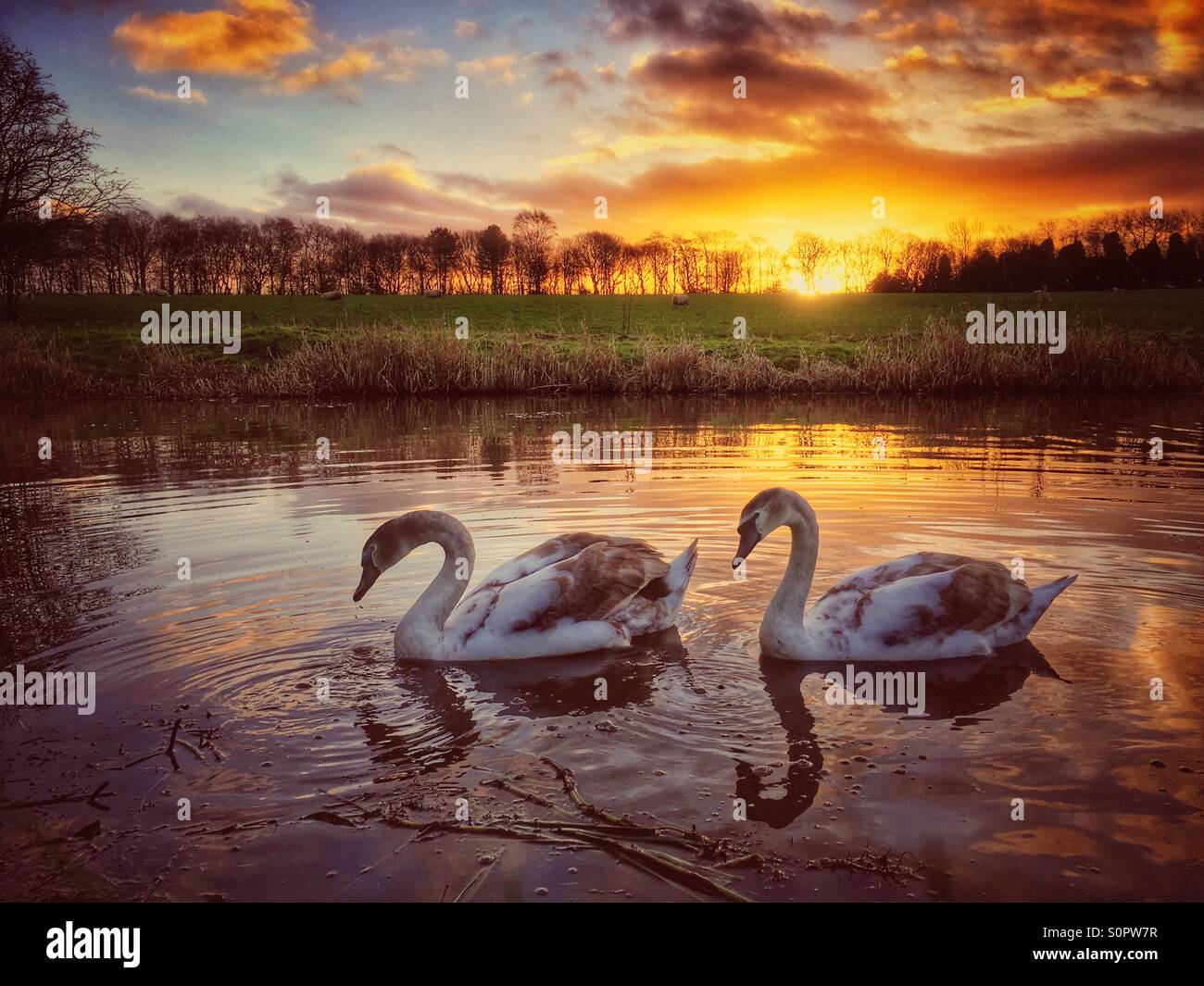Pair of swans on canal at sunrise - Smartphone Captured Stock Image