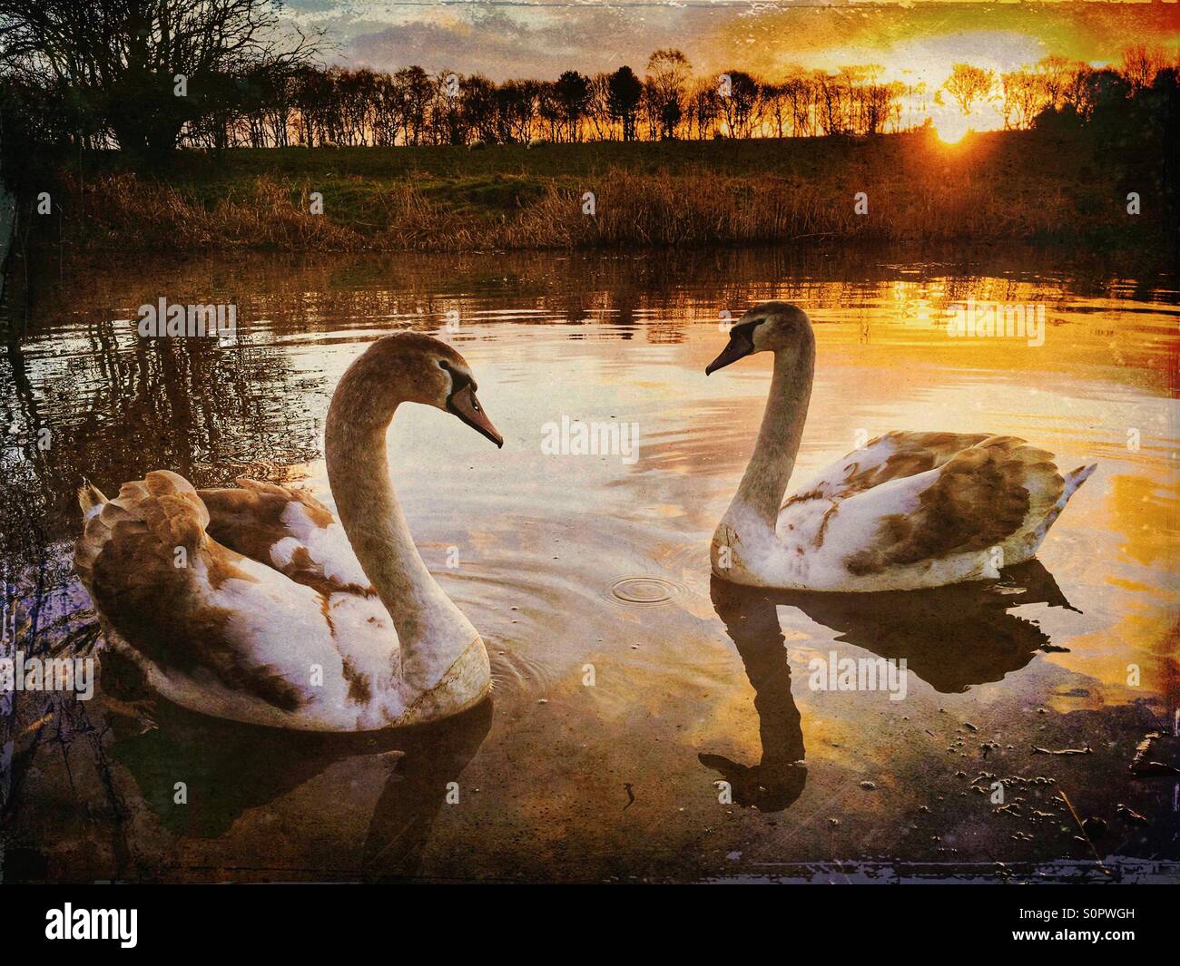 Swans at sunrise - Smartphone Captured Stock Image