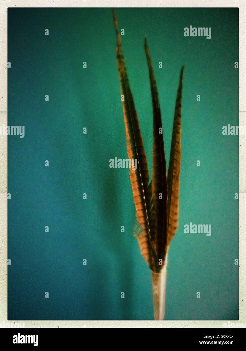Pheasant feathers Stock Photo - Alamy