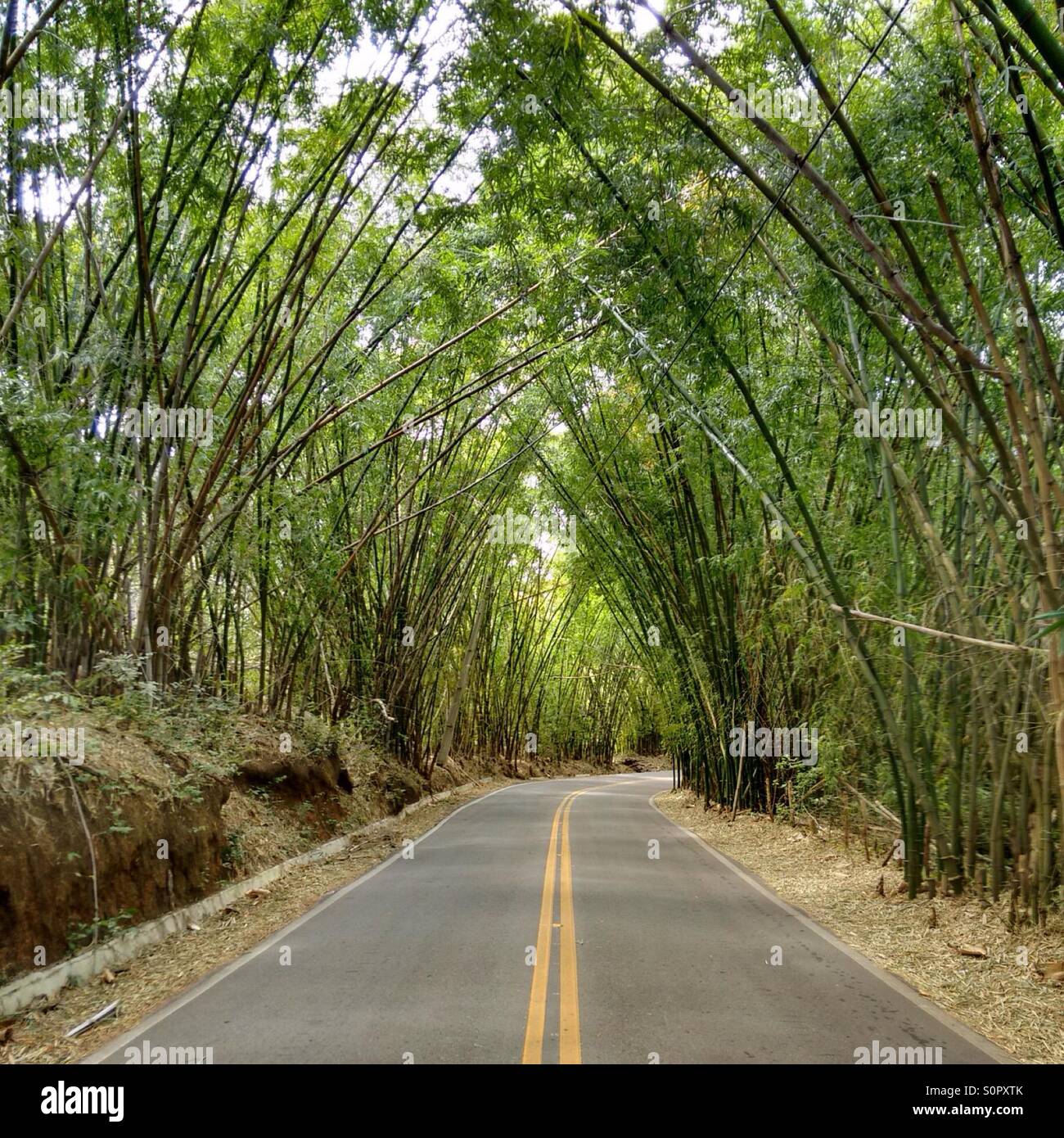 The Bamboo Road Stock Photo Alamy