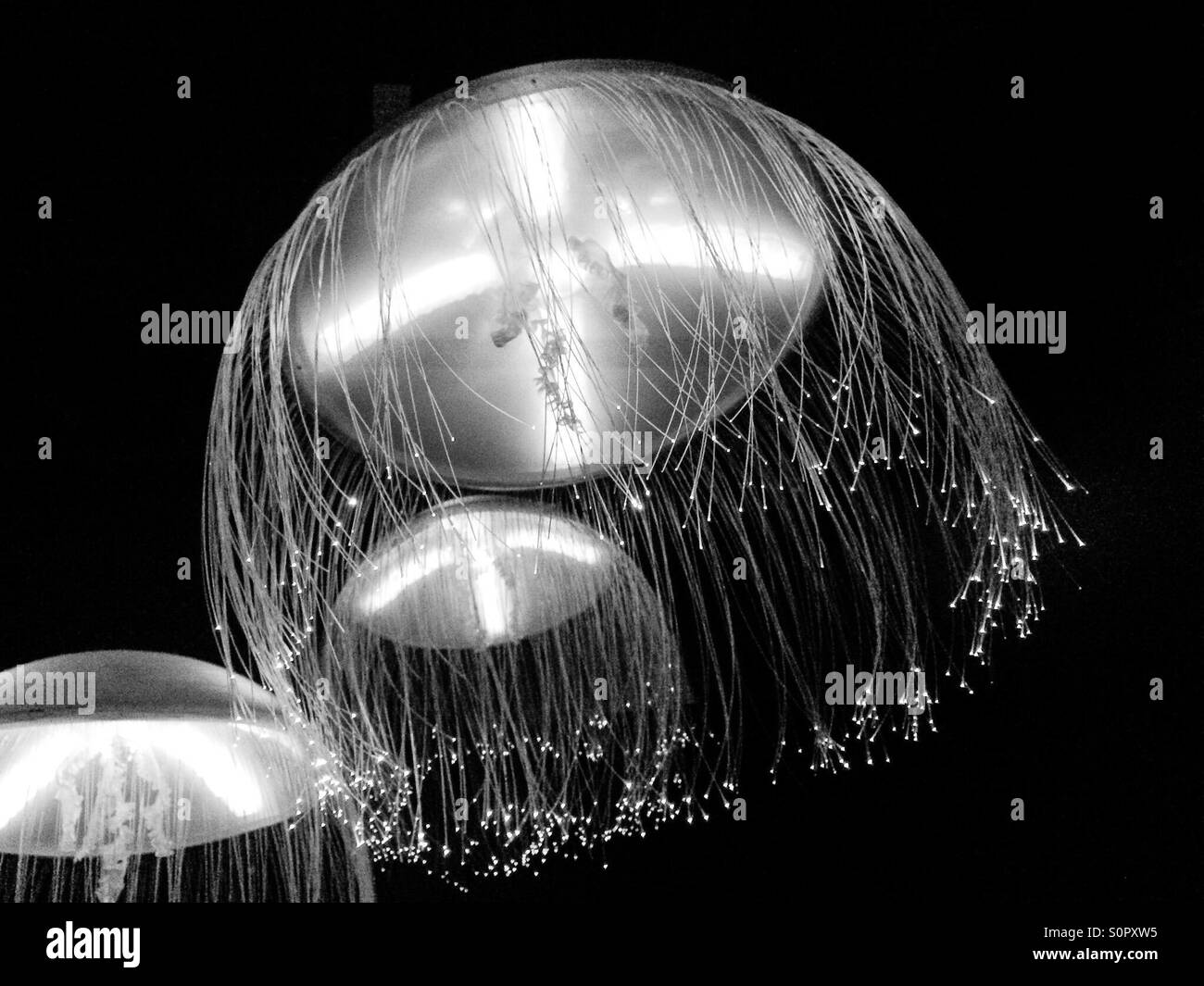 Jellyfish Stock Photo