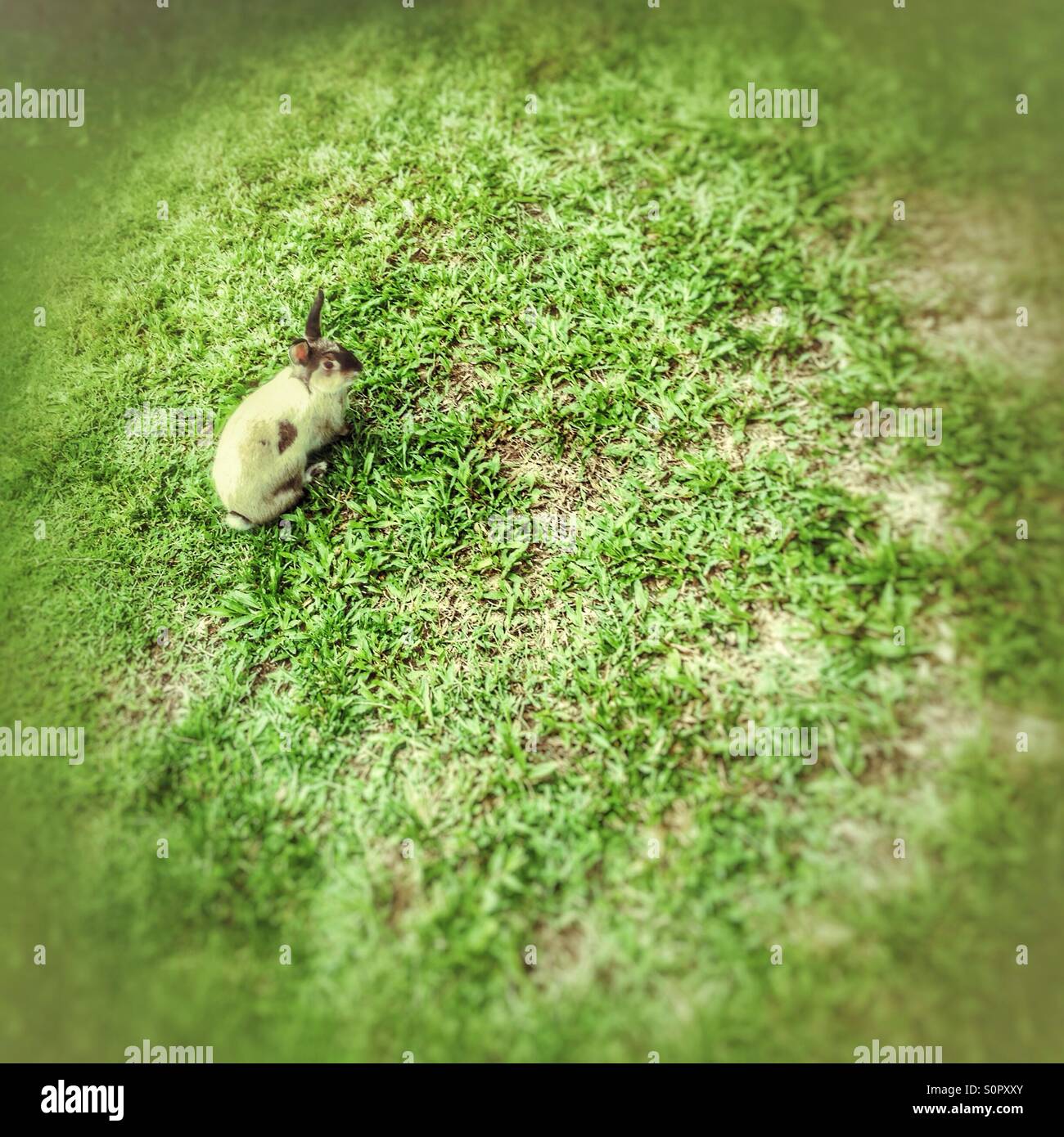 Rabbit. - Smartphone Captured Stock Image