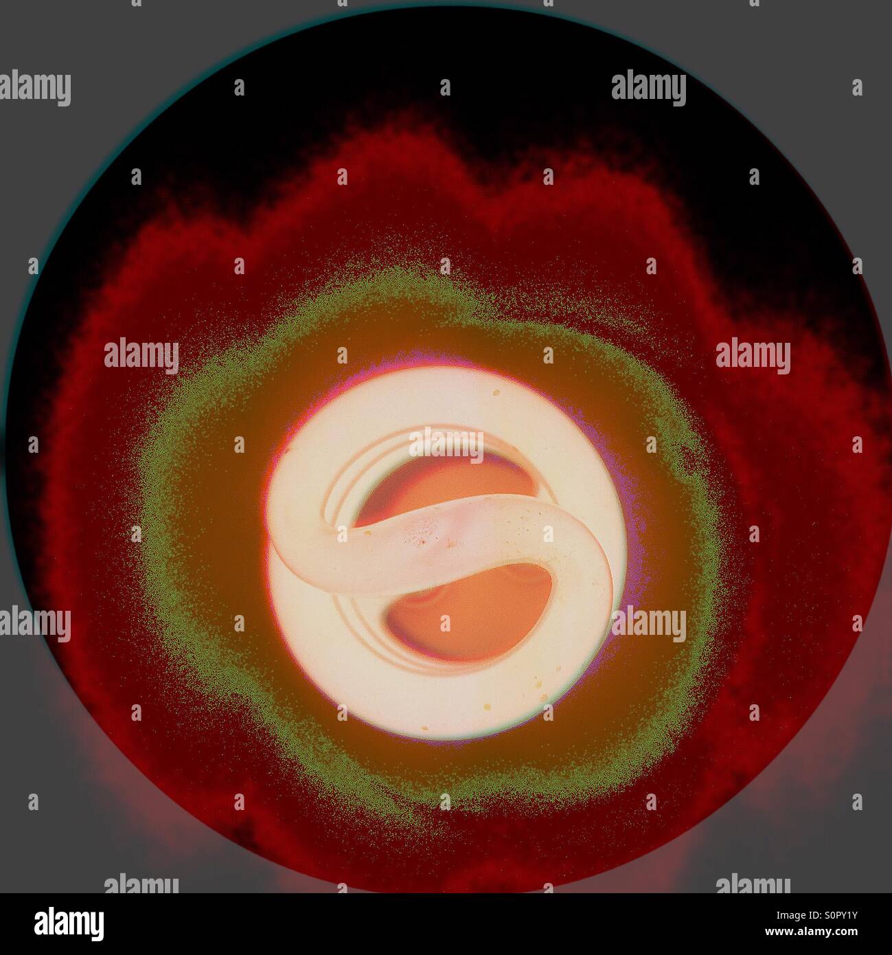Tulip design abstract - Smartphone Captured Stock Image