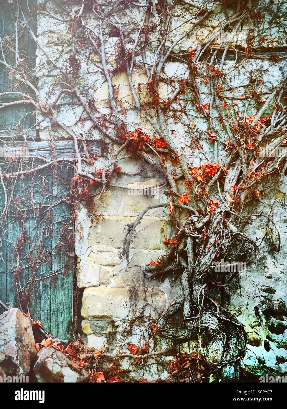 Vine on an old barn wall - Smartphone Captured Stock Image