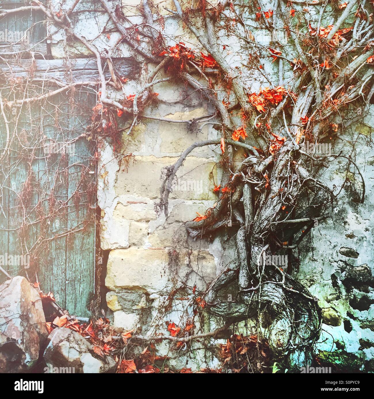 Vine on an old barn wall - Smartphone Captured Stock Image
