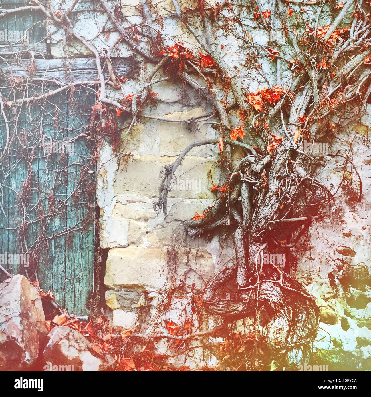 Vine on an old barn wall - Smartphone Captured Stock Image