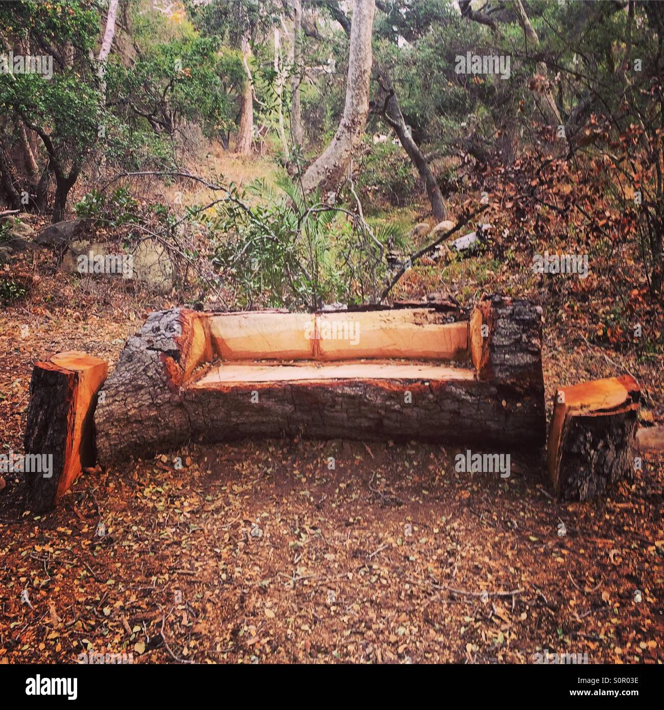 Wood bench in woods - Smartphone Captured Stock Image