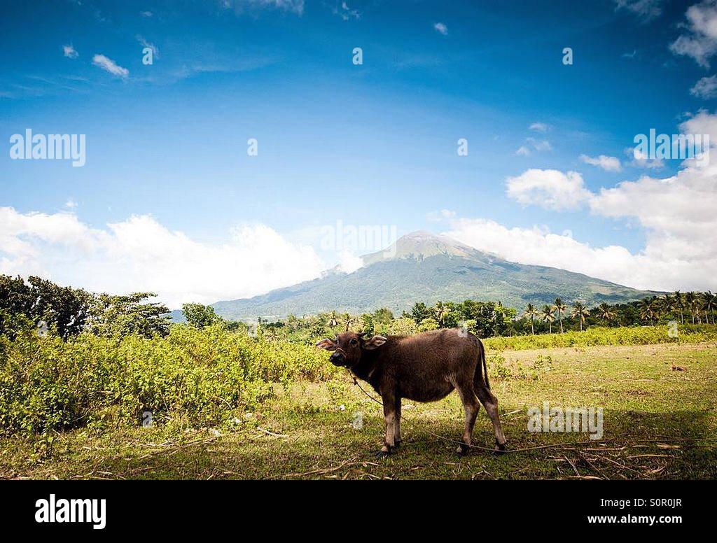 Mt. Canlaon and the Kalabaw Stock Photo