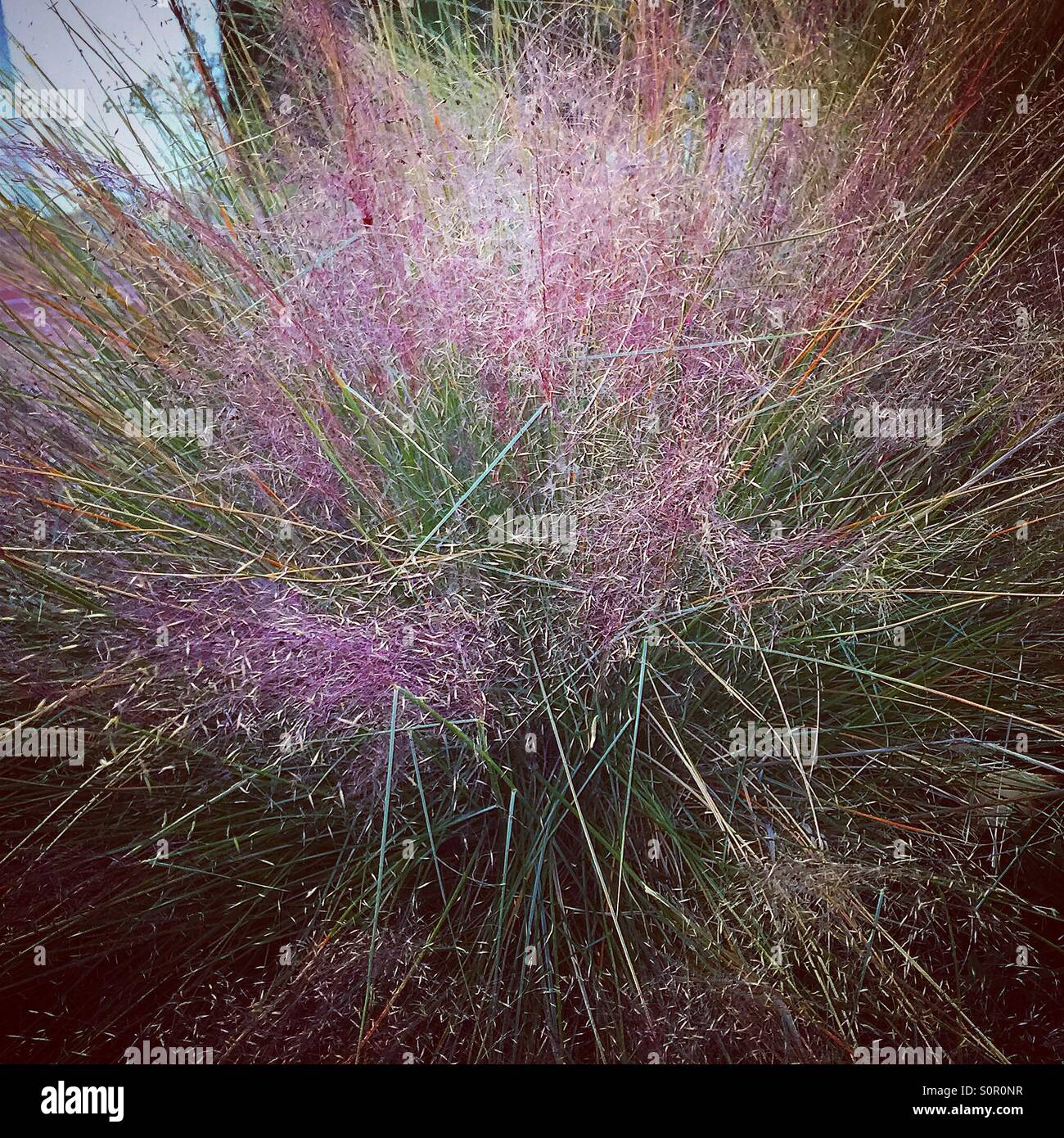 Pink Muhly Grass Stock Photo