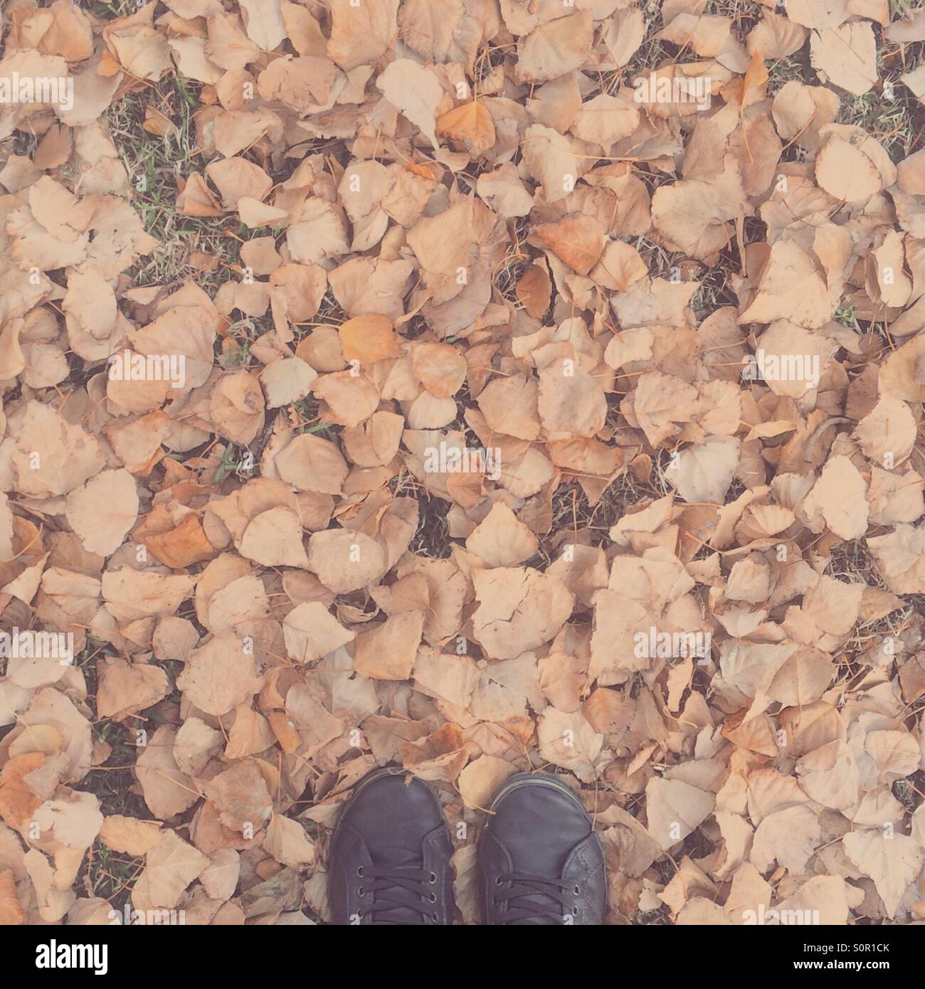 Feet on fallen leaves in autumn - Smartphone Captured Stock Image