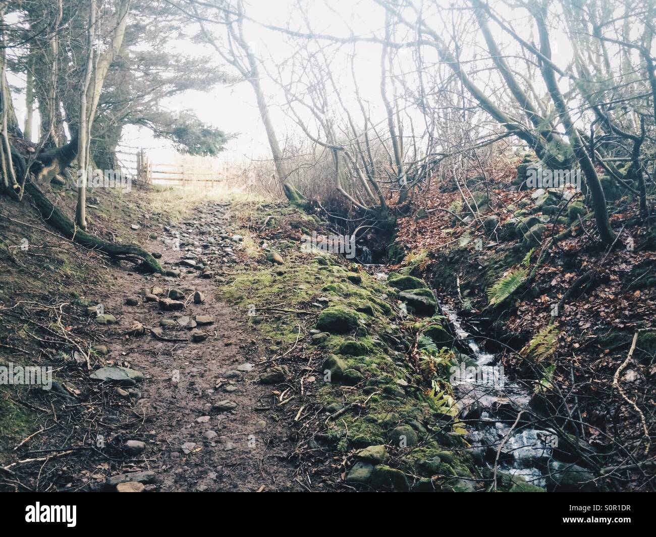 View looking up a rough rural track beside a stream in Northumberland, UK. Stock Photo