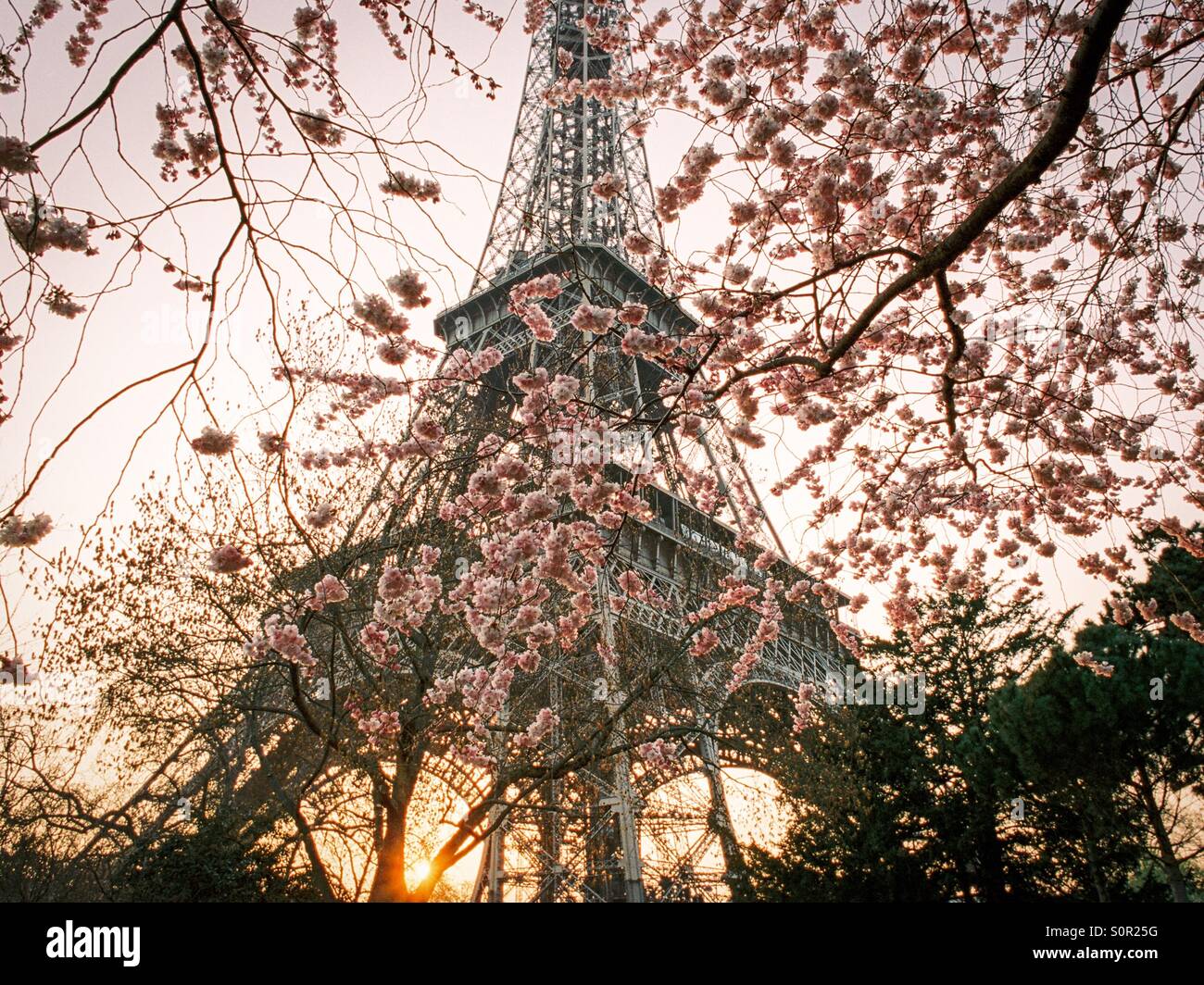 Eiffel Tower at sunset with cherry blossoms Stock Photo