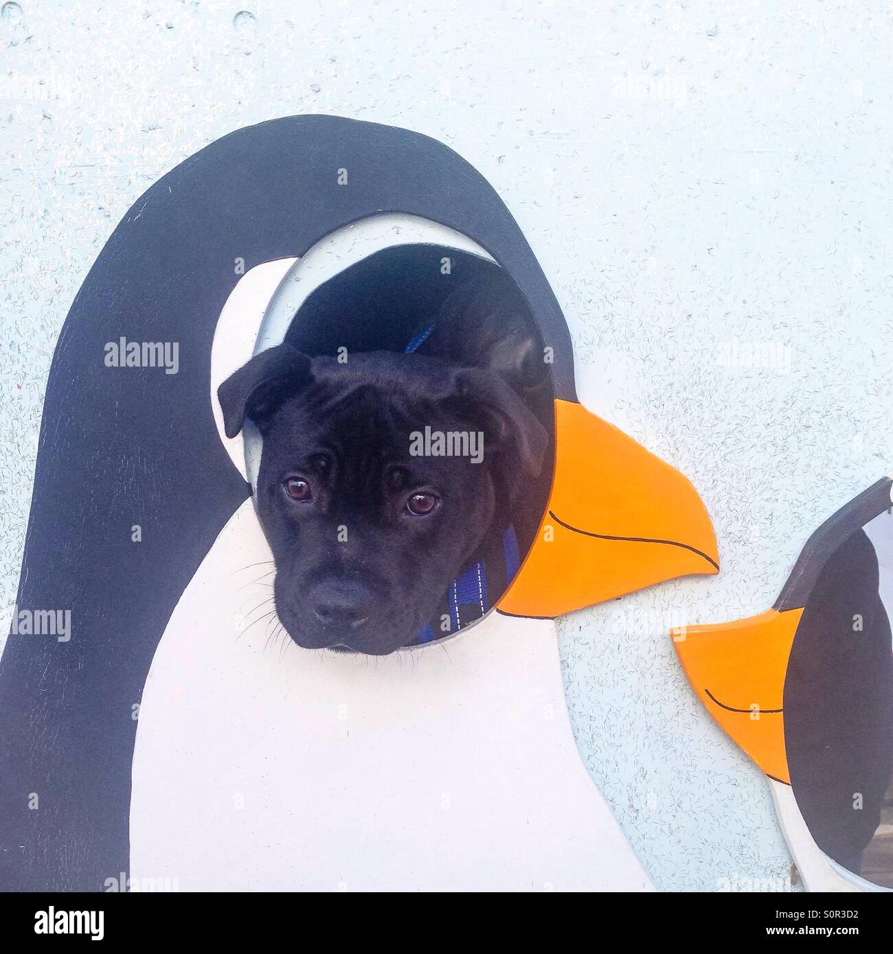 A dog pokes his head through a penguin cut out where a human head usually goes at a fair ground - Smartphone Captured Stock Image