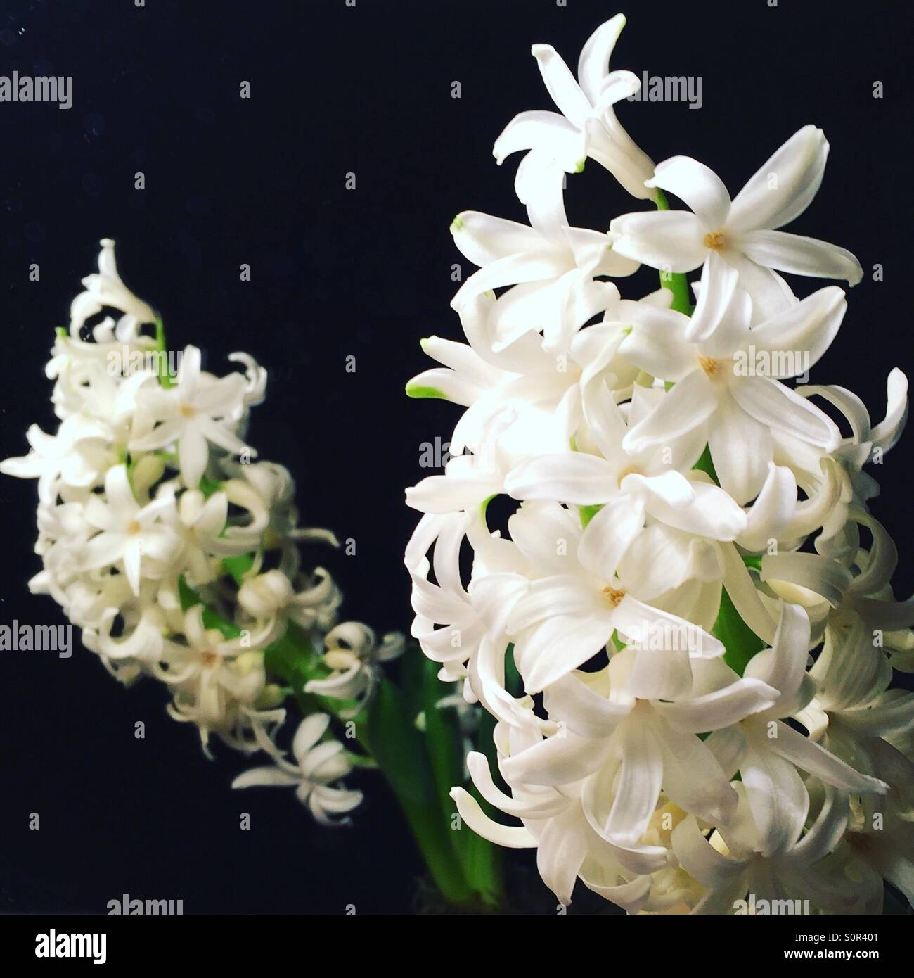 Hyacinth flowers - Smartphone Captured Stock Image