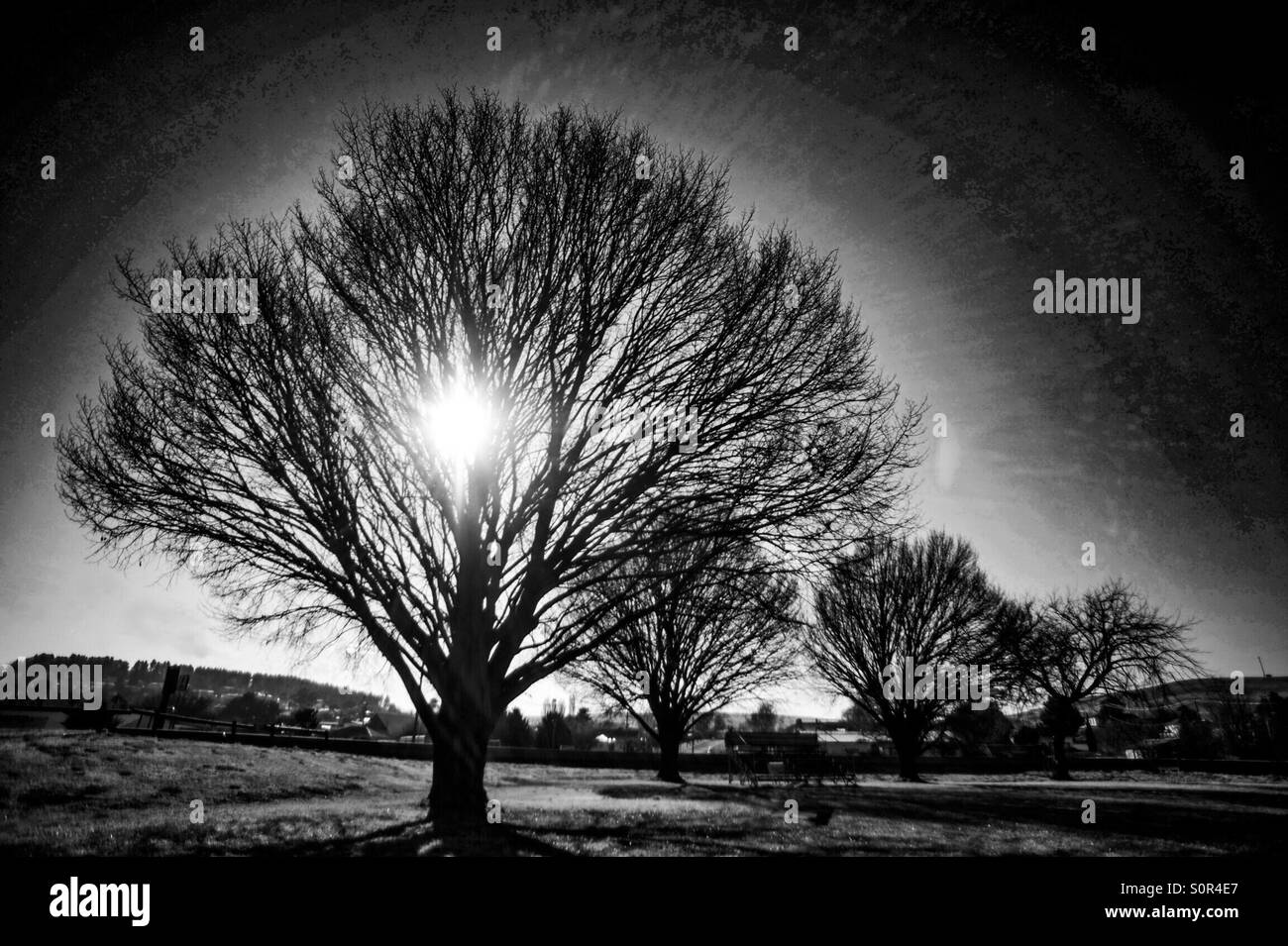 Tree sunrise Black and White Stock Photos & Images - Alamy